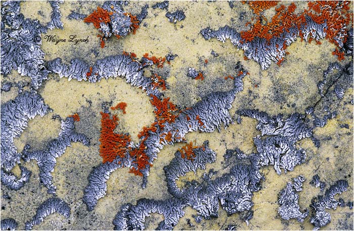 Arctic Lichens 102 by Dr. Wayne Lynch &copy;